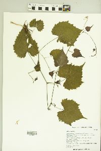 Vitis vulpina image