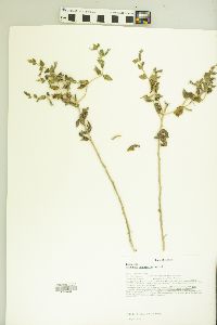 Mentzelia oligosperma image