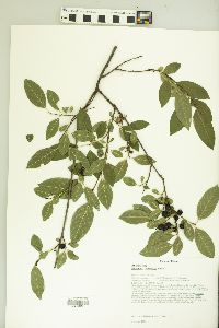 Rhamnus lanceolata image