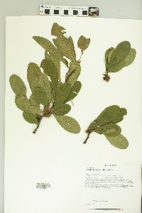 Sideroxylon lanuginosum image