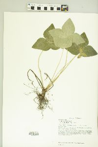Anemone acutiloba image