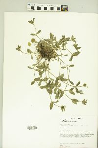 Cerastium semidecandrum image