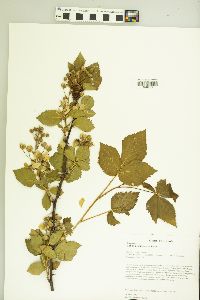 Rubus pensilvanicus image