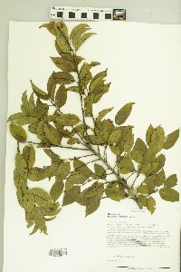 Rhamnus lanceolata image