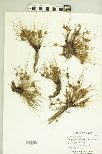 Cyperus squarrosus image