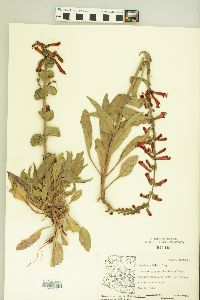 Penstemon eatonii subsp. exsertus image