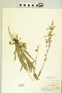 Penstemon hirsutus image