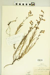 Penstemon roezlii image