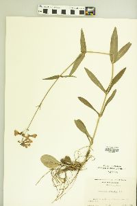 Penstemon laevigatus image