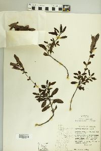 Penstemon cardwellii image