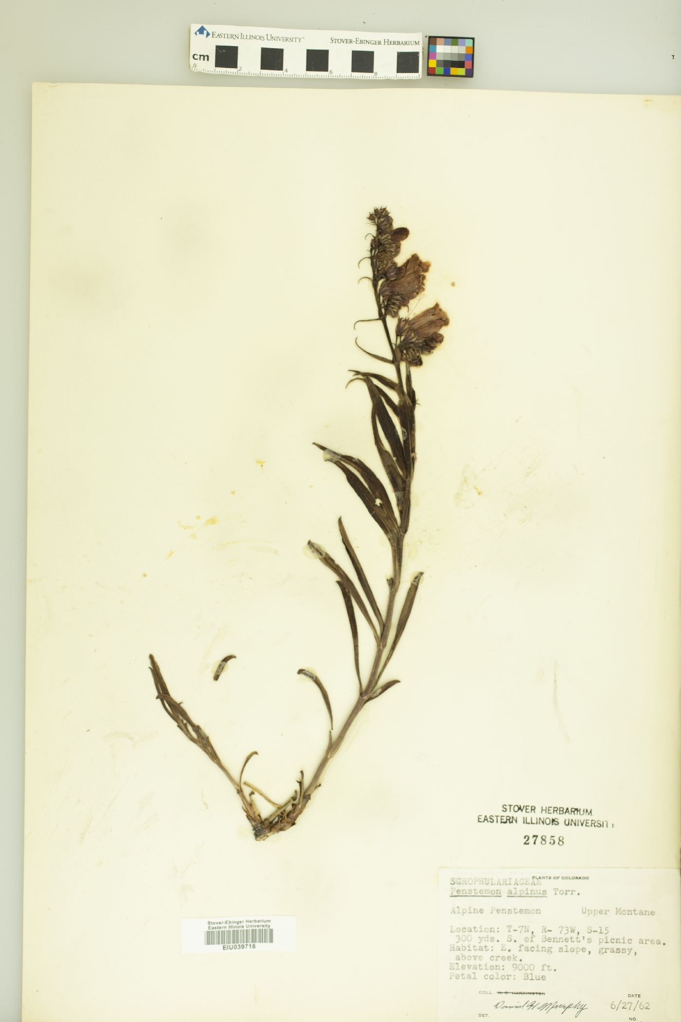 Penstemon alpinus image