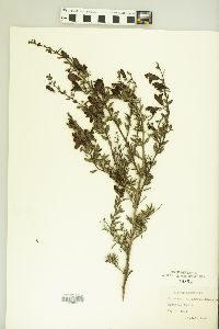 Keckiella antirrhinoides image