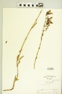 Penstemon rostriflorus image