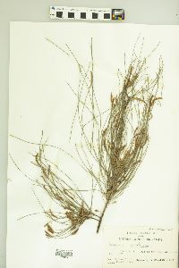 Casuarina equisetifolia image