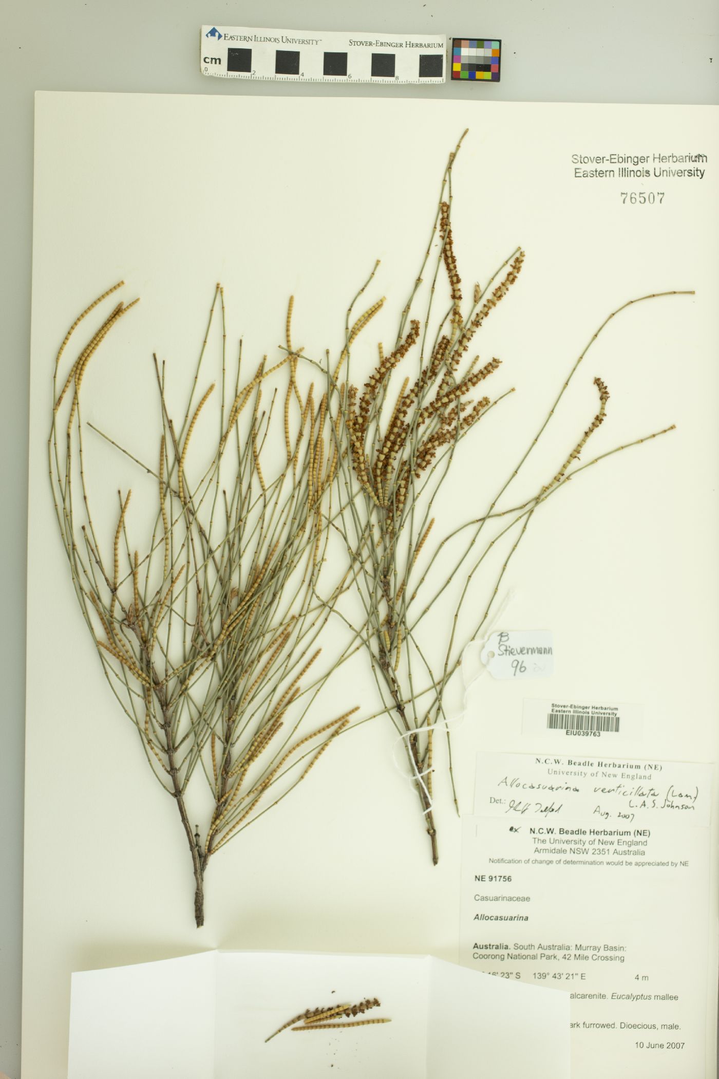 Allocasuarina verticillata image