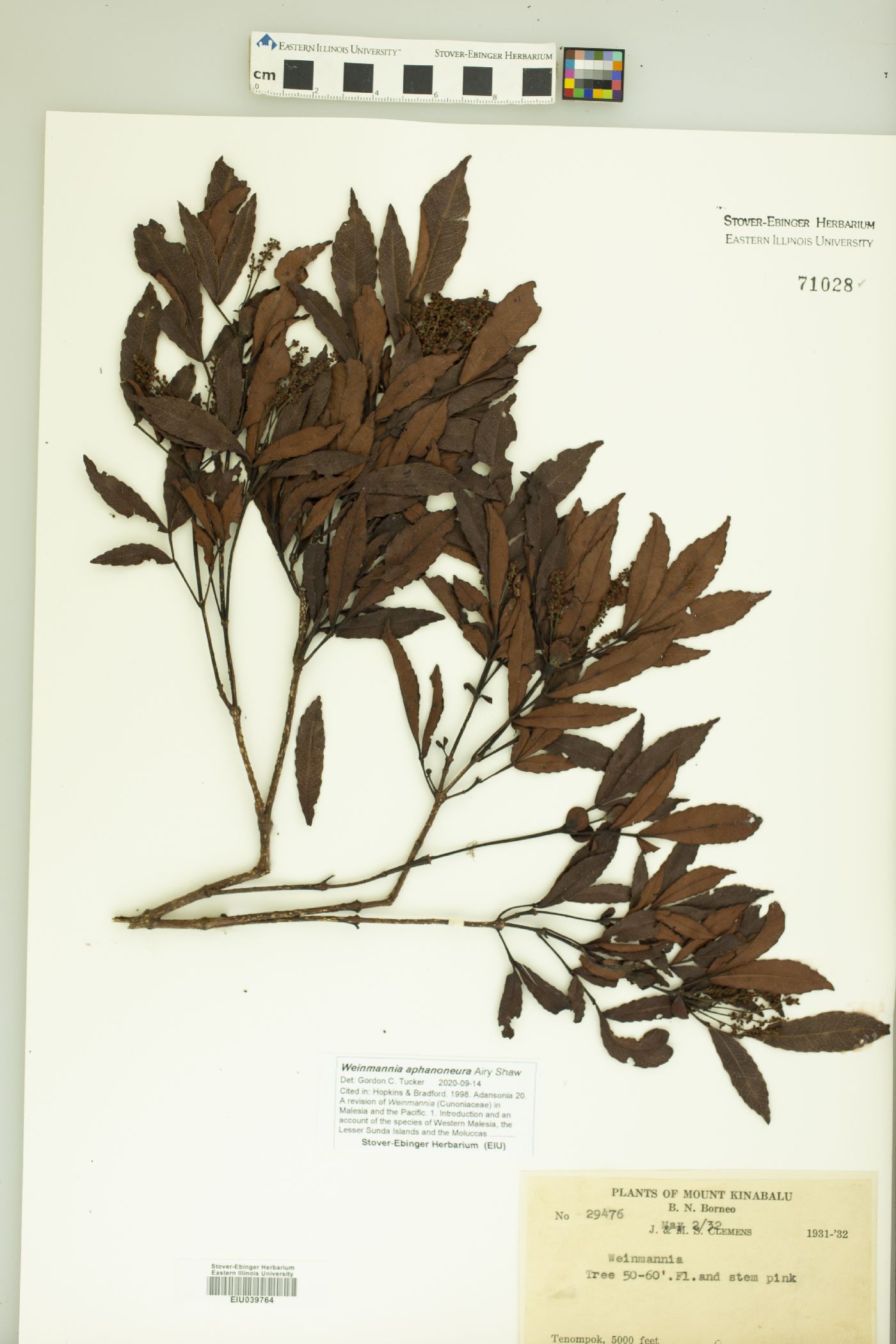 Pterophylla aphanoneura image