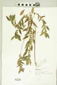 Acalypha virginica image