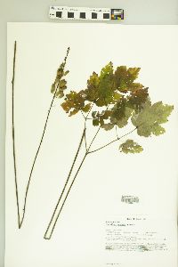 Actaea rubifolia image
