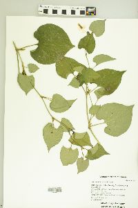 Houttuynia cordata image