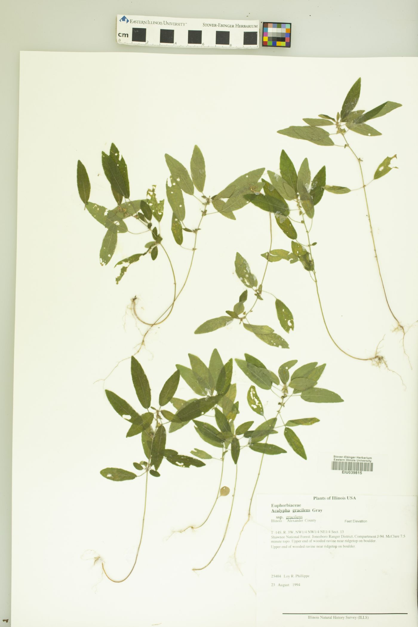 Acalypha gracilens subsp. gracilens image
