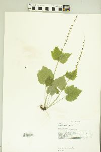 Mitella diphylla image