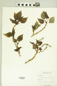 Populus balsamifera image