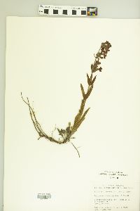 Penstemon oliganthus image