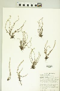 Myosotis micrantha image