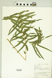 Pteris vittata image