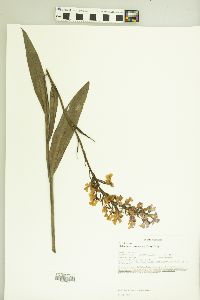 Platanthera peramoena image