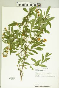 Hypericum prolificum image