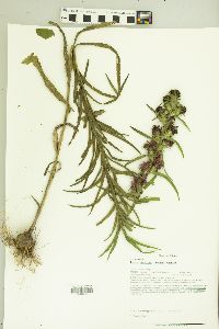 Liatris squarrosa image