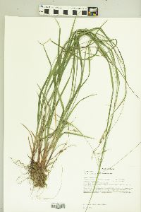 Carex virescens image