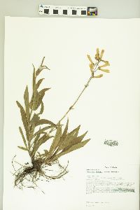 Penstemon hirsutus image