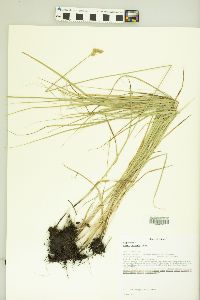 Carex normalis image