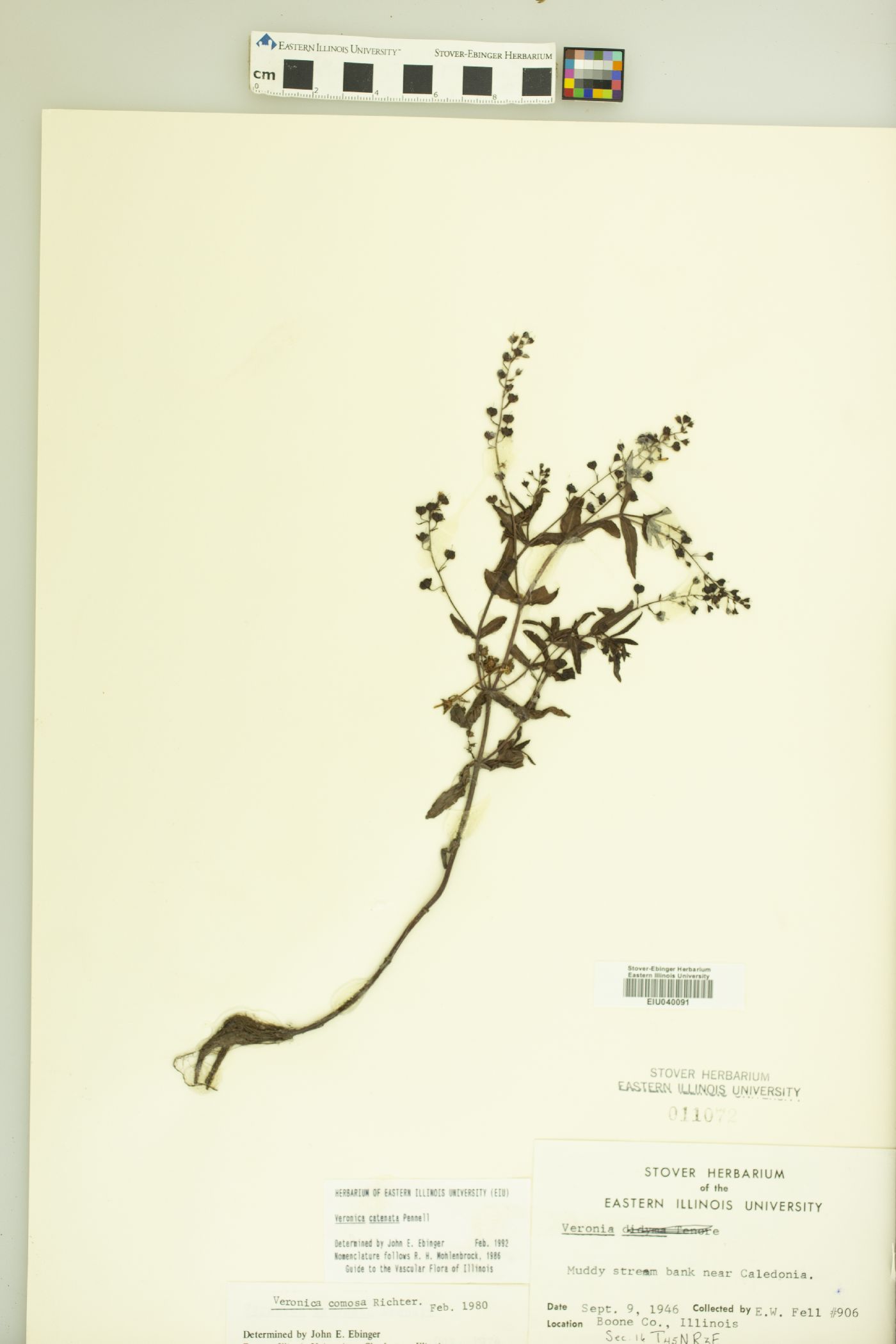 Veronica catenata image