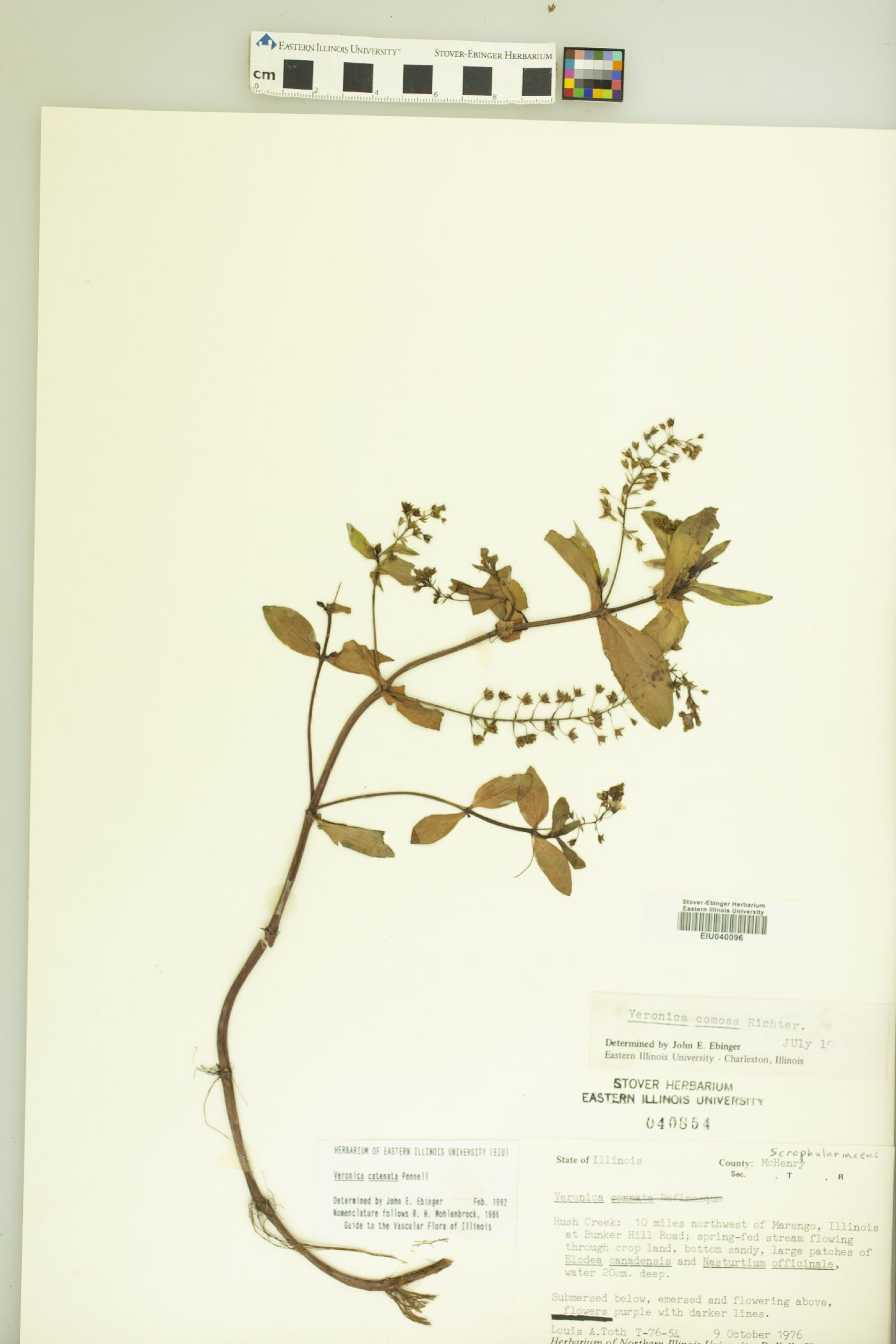 Veronica catenata image