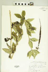 Veronicastrum virginicum image