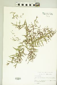 Veronica scutellata image