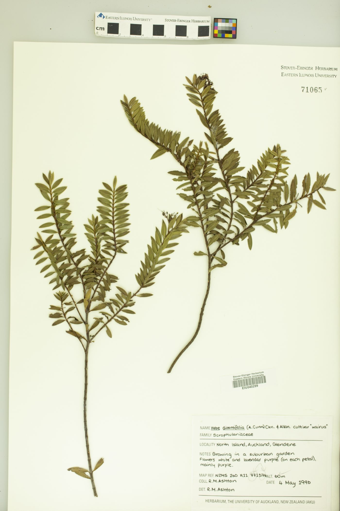 Veronica diosmifolia image