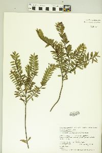 Veronica diosmifolia image