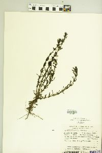 Scoparia dulcis image