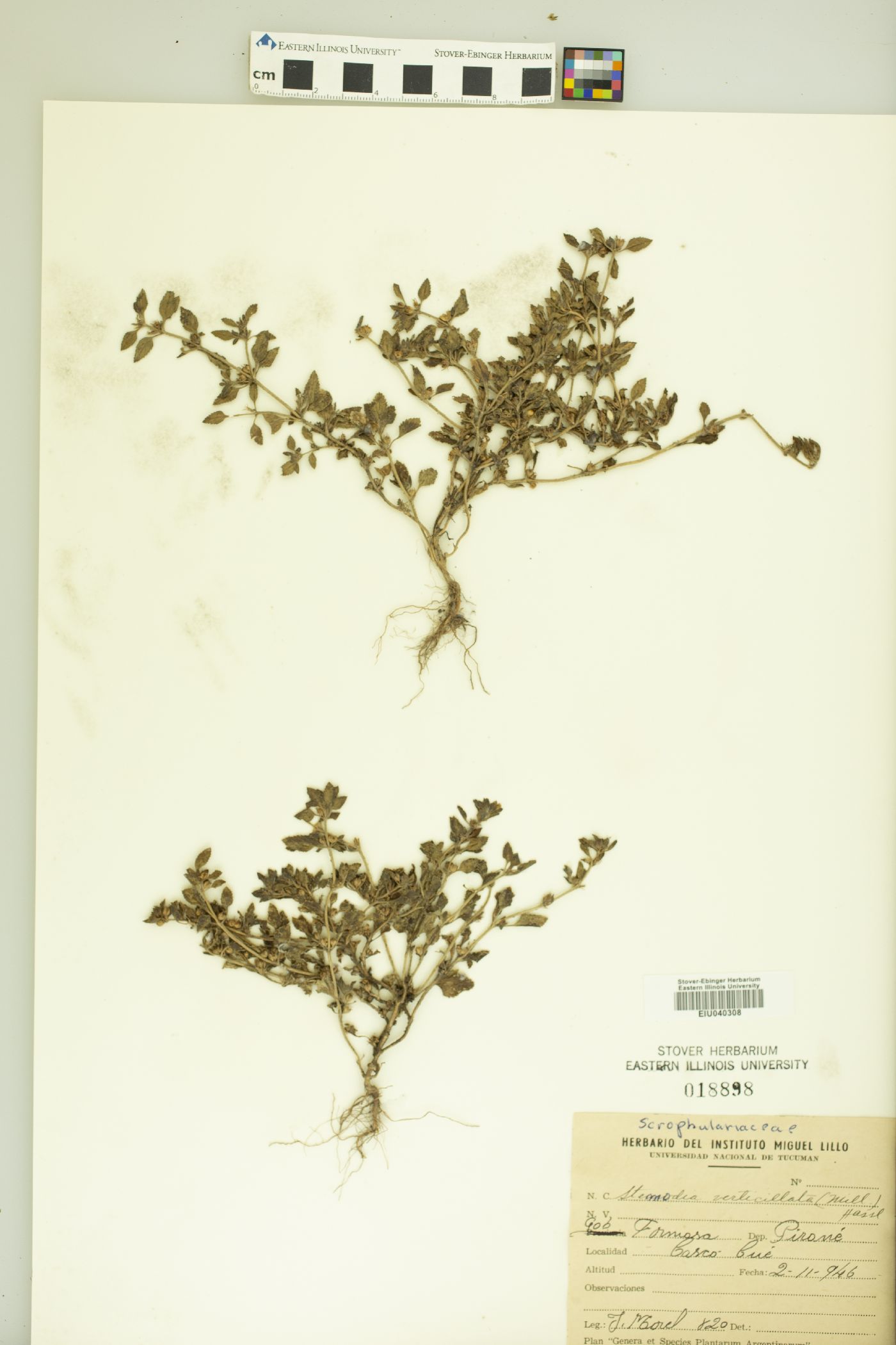 Stemodia verticillata image