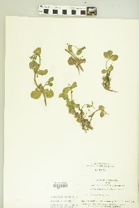 Bacopa rotundifolia image