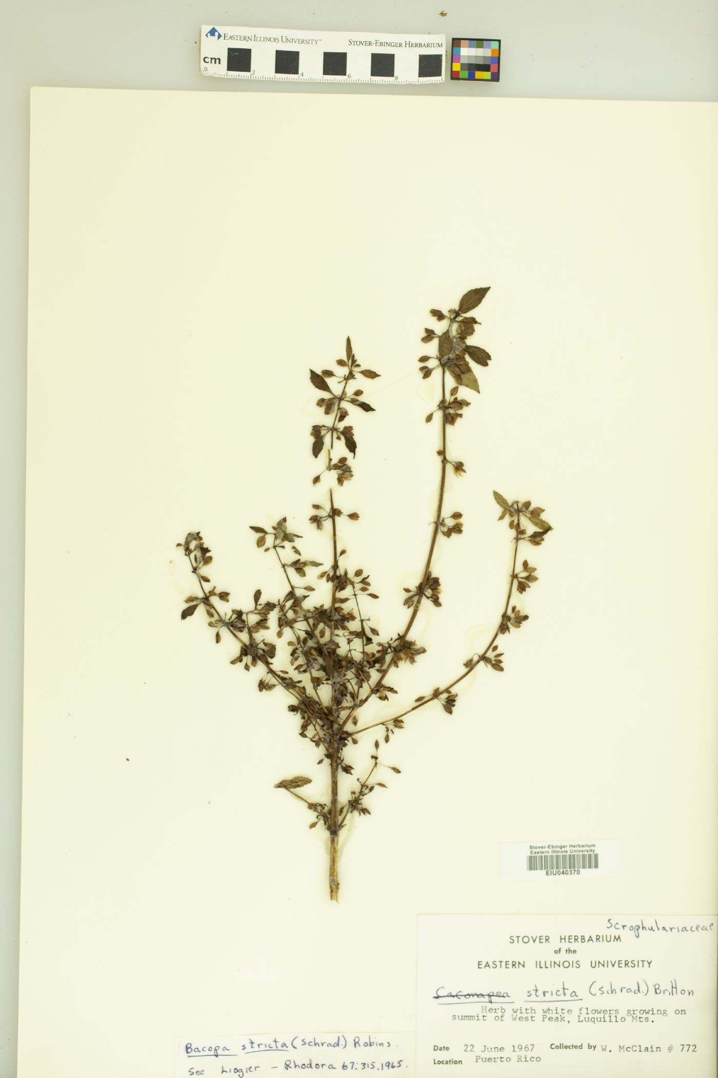 Bacopa stricta image