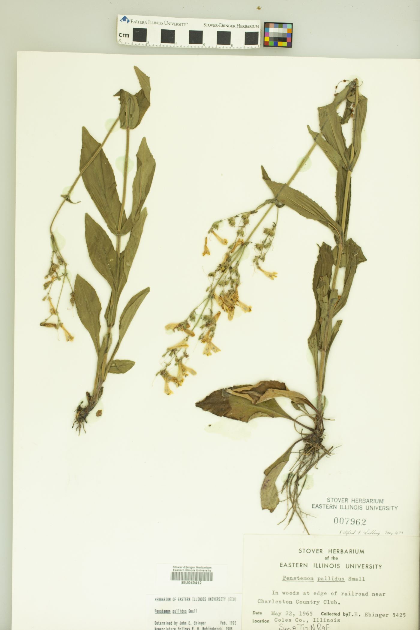 Penstemon pallidus image