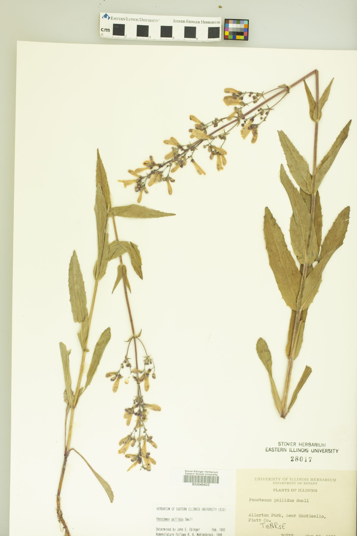 Penstemon pallidus image