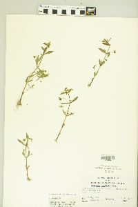 Gratiola neglecta image