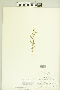 Gratiola neglecta image