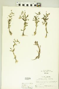 Gratiola neglecta image